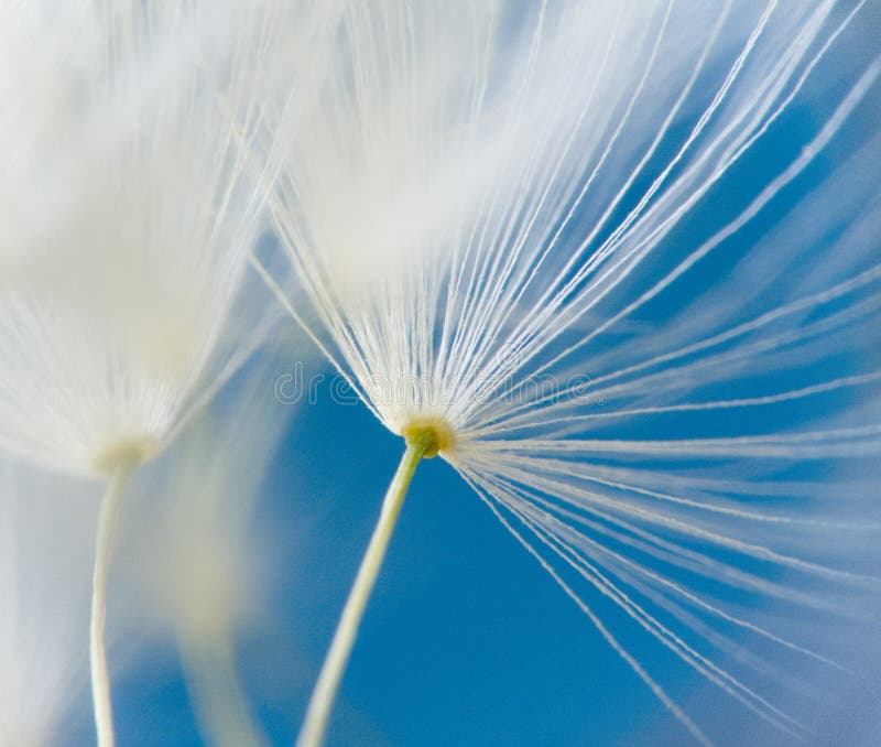 Dandelion s umbels