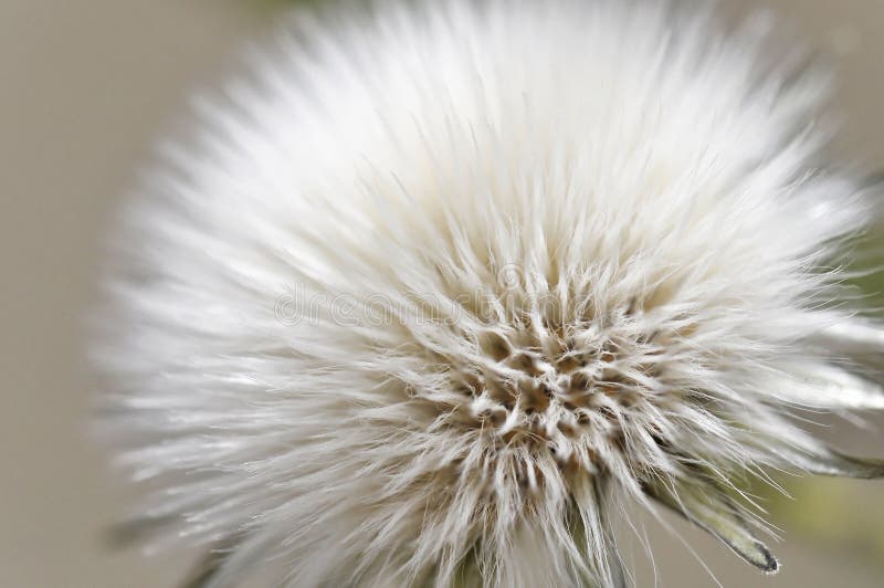 Dandelion seed