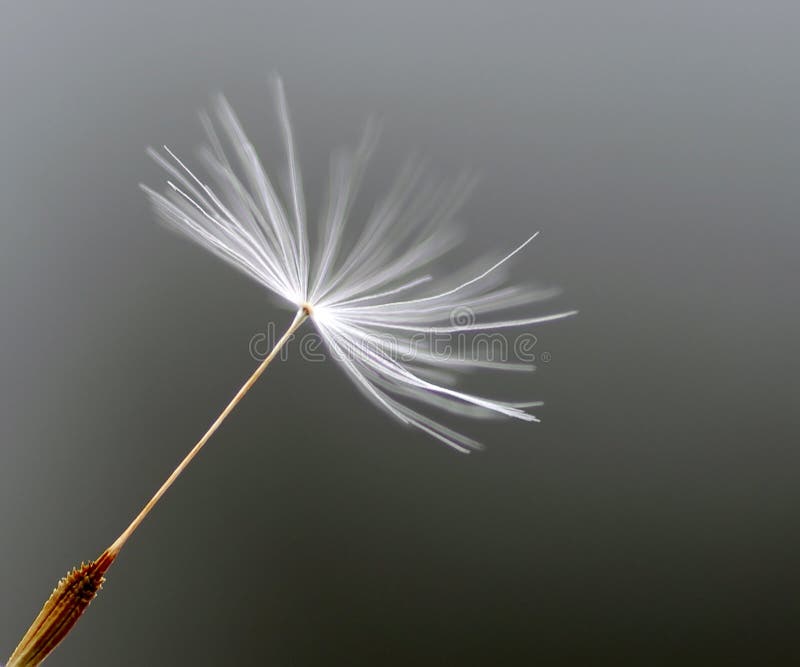 Dandelion Seed