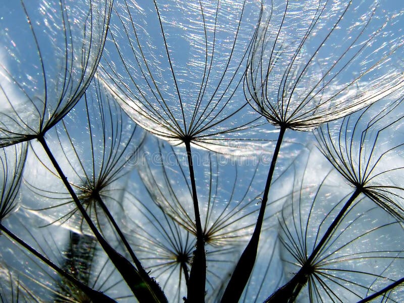 Dandelion Seed Close Up