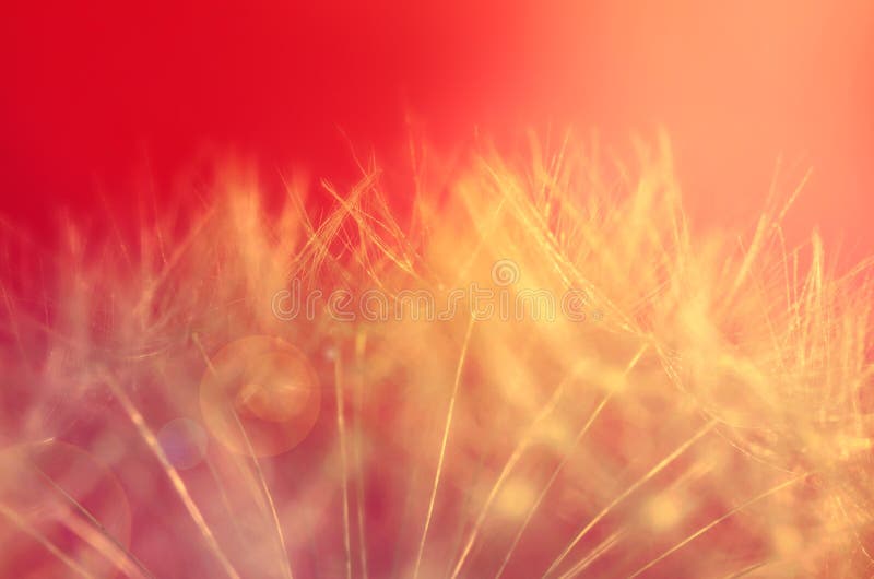 Dandelion seed head closeup royalty free stock photo Dandelion seed head closeup royalty free stock photo