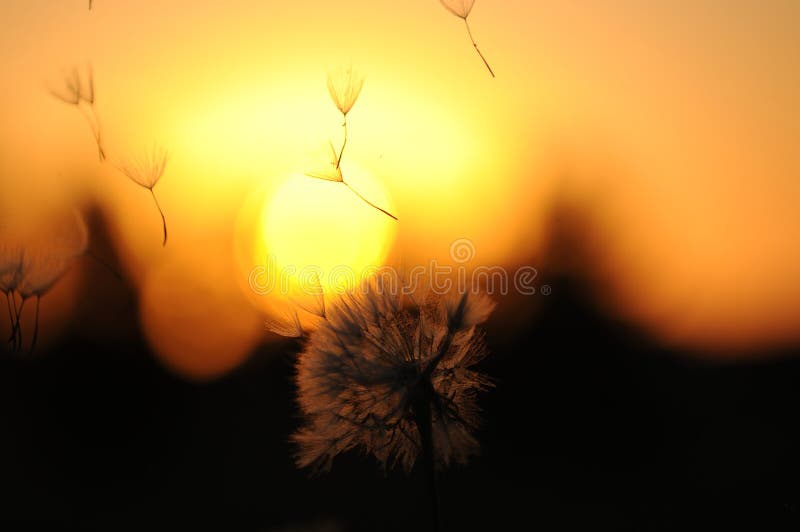 Dandelion Seed Pod blowing in wind at sunset with bright orange and black background