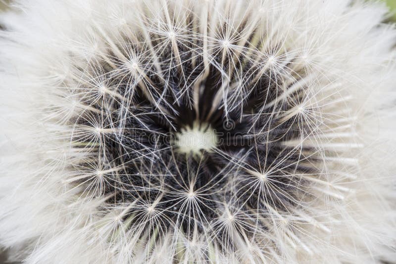 Dandelion seed pod