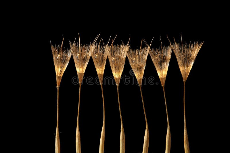 Dandelion Seed with Water Drop in champagne Glass