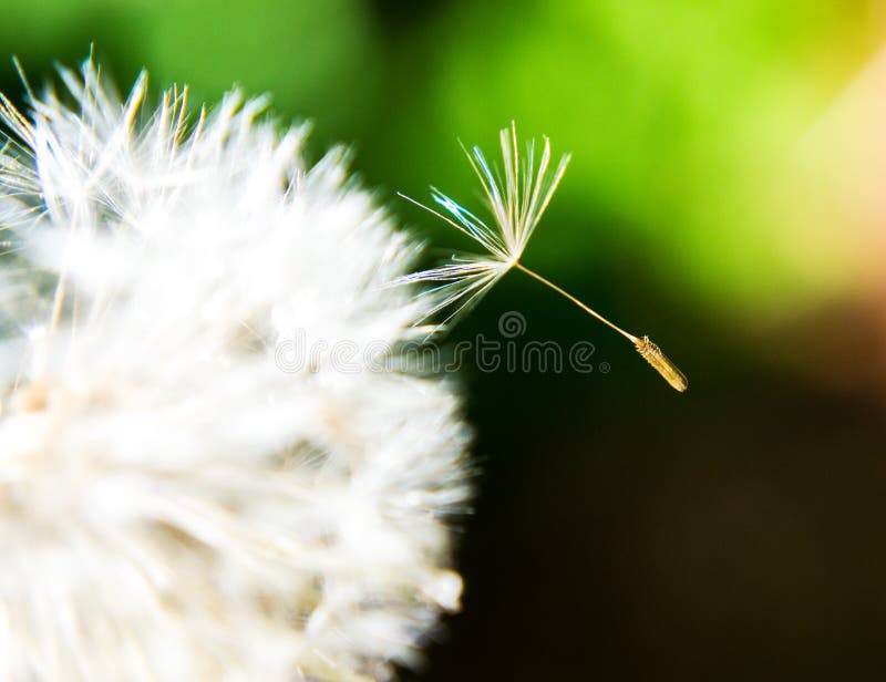 closeup of white fluff from a weed blowing in the wind Stock Photo