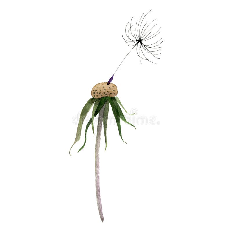 Dandelion seedhead with seed. Watercolor background illustration set. Isolated plant illustration element.