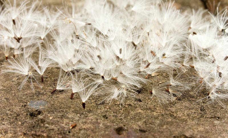 Dandelion seeds