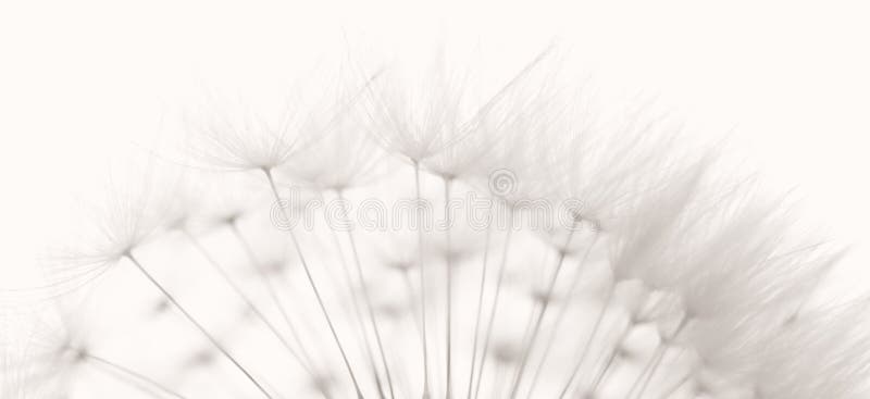 Dandelion seeds stock photos Dandelion seeds stock photos