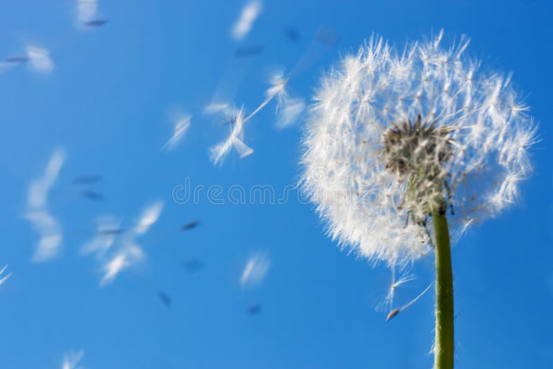 Diente de león semillas volador en cielo azul.