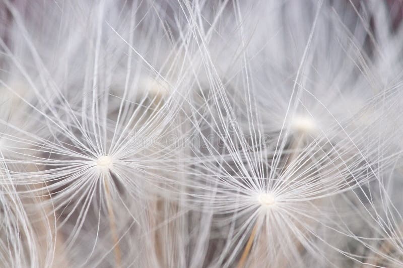 Dandelion seeds background stock image. Image of beauty - 55313951