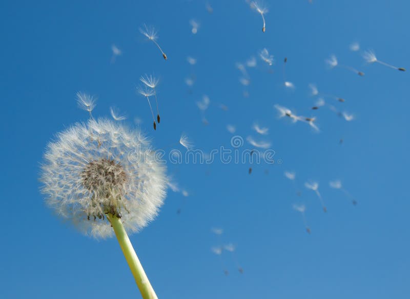 Pampeliška semena vane ve větru na modré obloze.