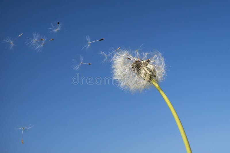 Dandelion with seeds blowing away in the wind