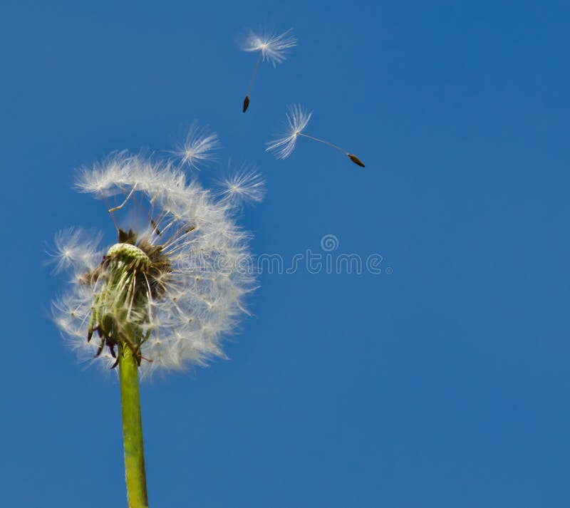 Dandelions Blowing Seeds In The Wind Stock Photo Image Of Happy Loss