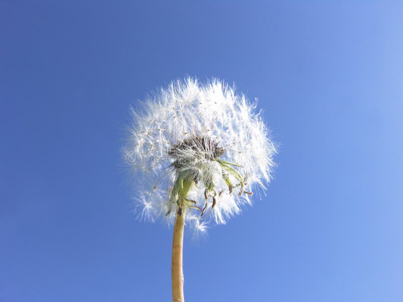Dandelion seeds blue sky background -- Wishes