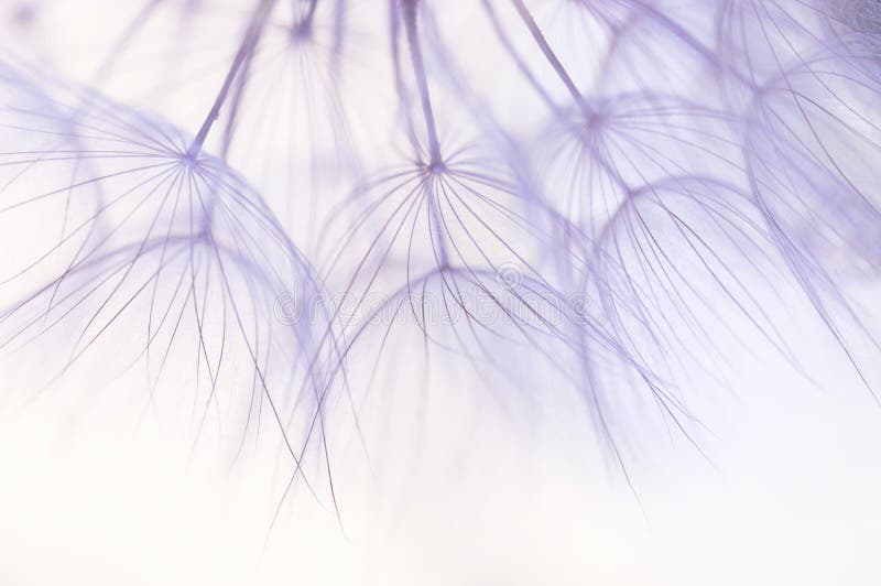 Dandelion seeds closeup in delicate shades.Selective focus stock photos Dandelion seeds closeup in delicate shades.Selective focus stock photos