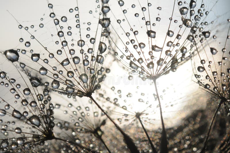 Dandelion seeds