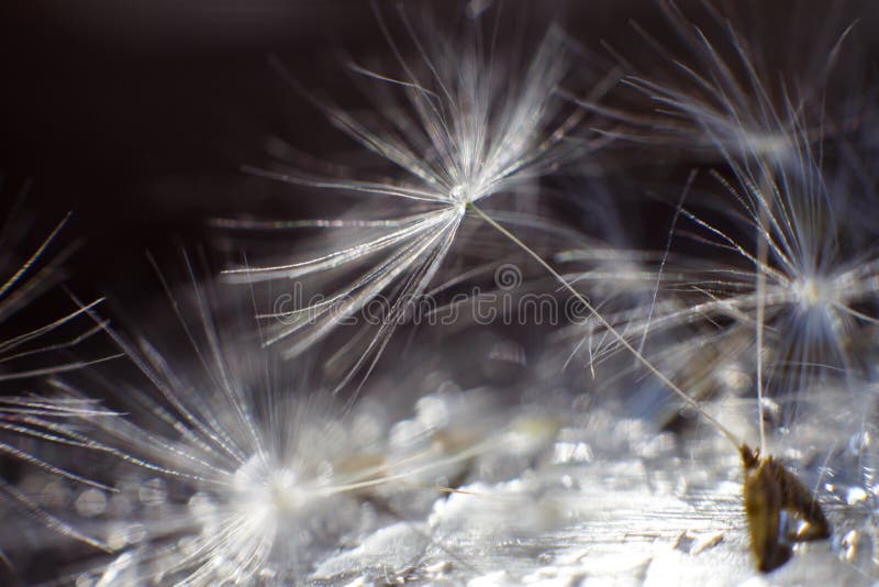 Dandelion seeds with drops of water on a blue dark background stock photo Dandelion seeds with drops of water on a blue dark background stock photo