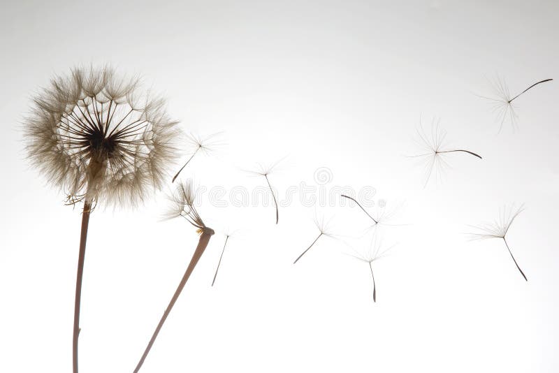 Dandelion Seeds Fly from a Flower on a Light Background. Botany and