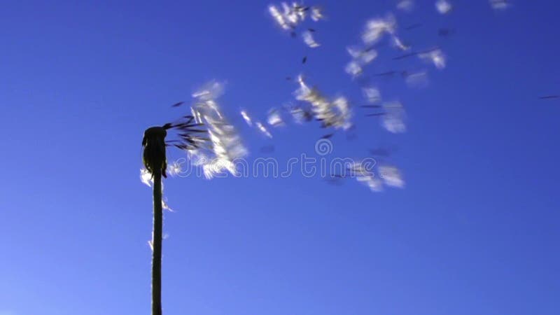 Dandelion seeds flying in the blue sky.