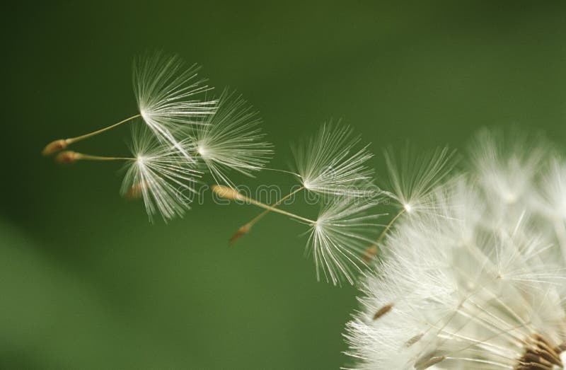Dandelion seeds flying extreme close up royalty free stock image