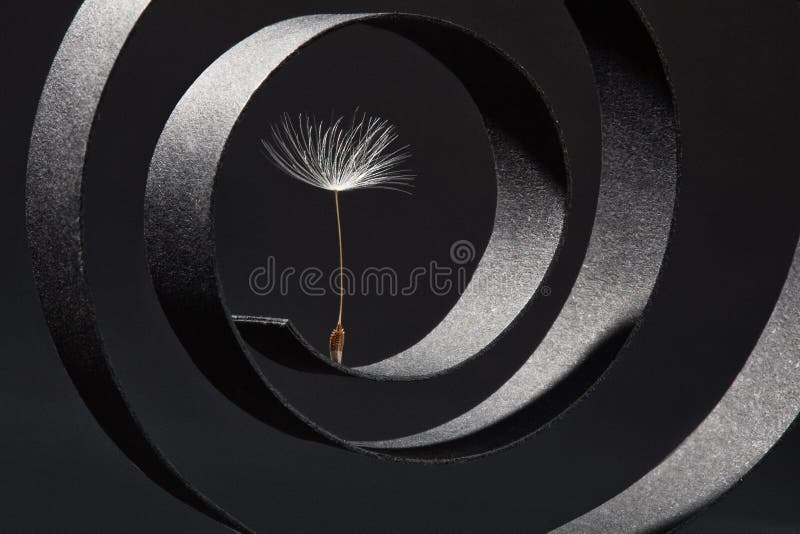 Dandelion seeds photographed as a fine art concept