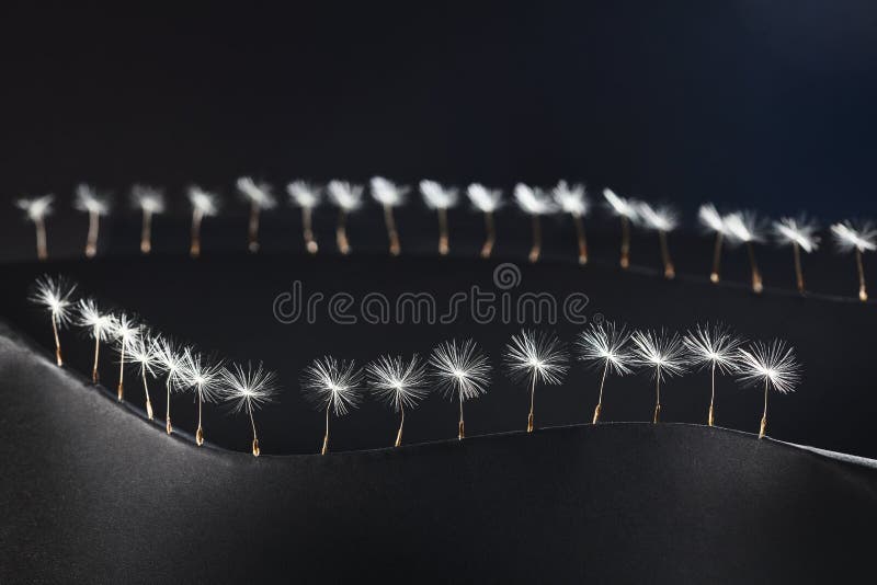 Dandelion seeds photographed as a fine art concept