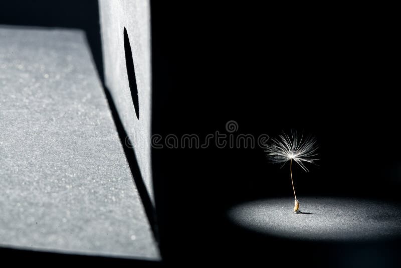 Dandelion seeds photographed as a fine art concept