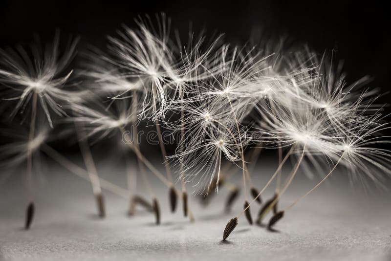 Dandelion seeds standing