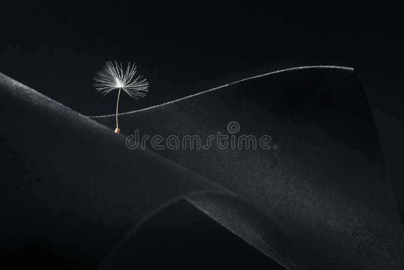 Dandelion seeds photographed as a fine art concept