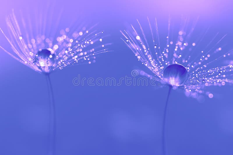 Dandelion seeds with water drops and beautiful shades