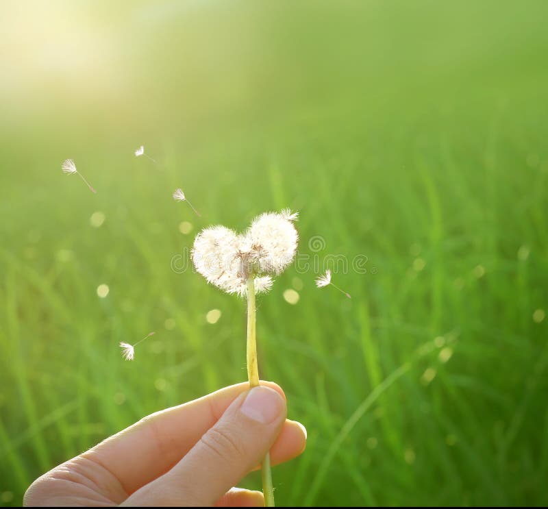 Dandelion in shape of a heart royalty free stock photo Dandelion in shape of a heart royalty free stock photo