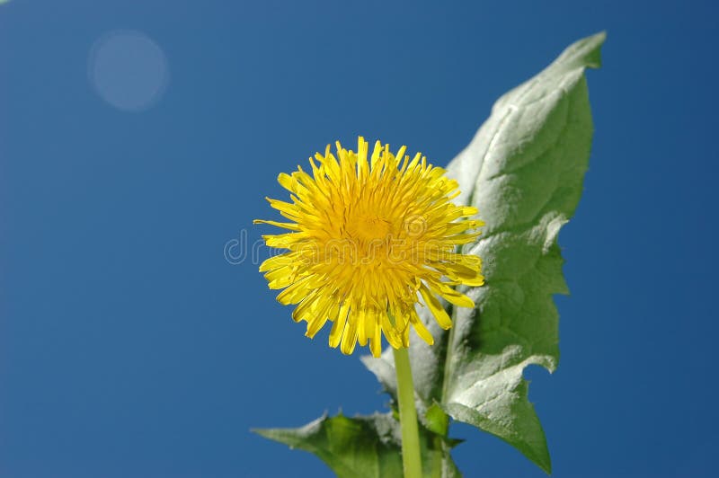 Dandelion on sky