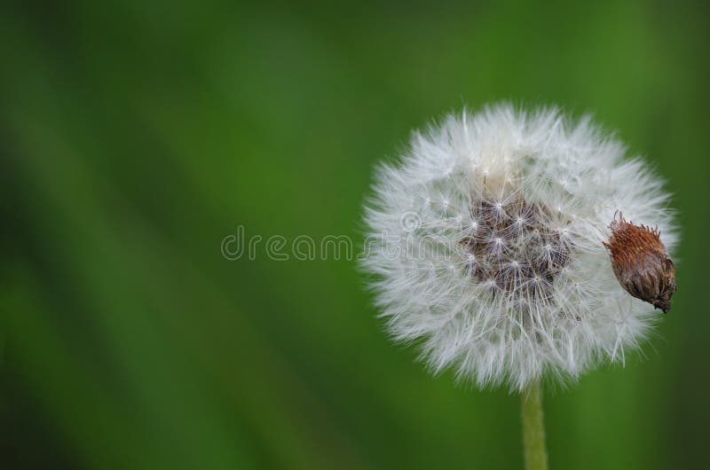 Dandelion sobre un fondo verde con una semilla con espacio libre fotografía de archivo Dandelion sobre un fondo verde con una semilla con espacio libre fotografía de archivo