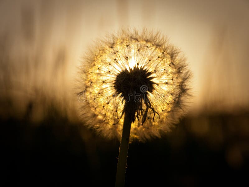 Fiore di tarassaco contro un tramonto.