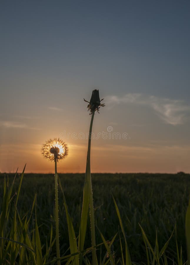 Dandelion on sunset stock image Dandelion on sunset stock image