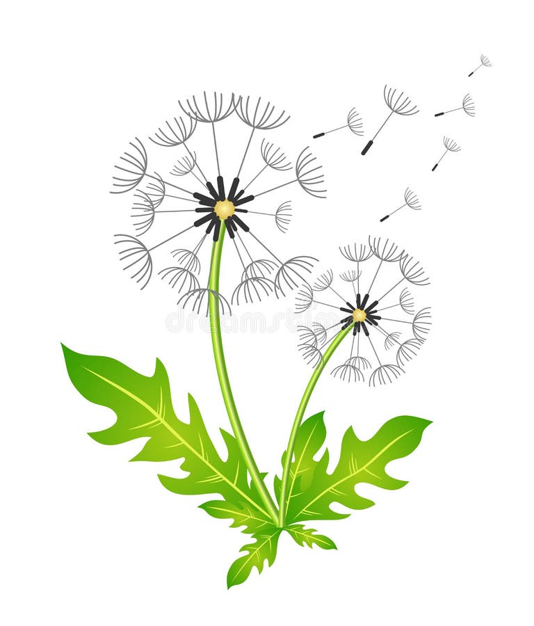 Dandelion Vector Illustration Stock Vector Illustration Of Overblown 