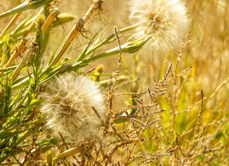 Stubborn Grass Weed On Field Stock Photo 2272647941