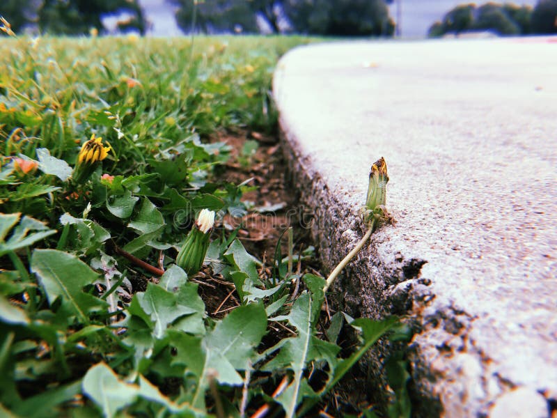 Dandelion weeds next to driveway royalty free stock photography Dandelion weeds next to driveway royalty free stock photography