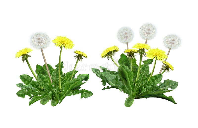 Dandelion Spring flower isolated on white background, Clip art. Digital illustration, poster, wallpaper, web banner. Art, print, web. Dandelion Spring flower isolated on white background, Clip art. Digital illustration, poster, wallpaper, web banner. Art, print, web.