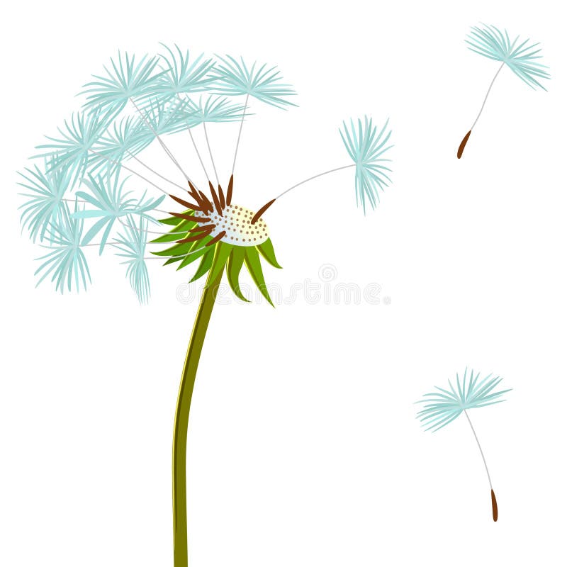 dandelion wiatr ilustracji dandelion wiatr ilustracji