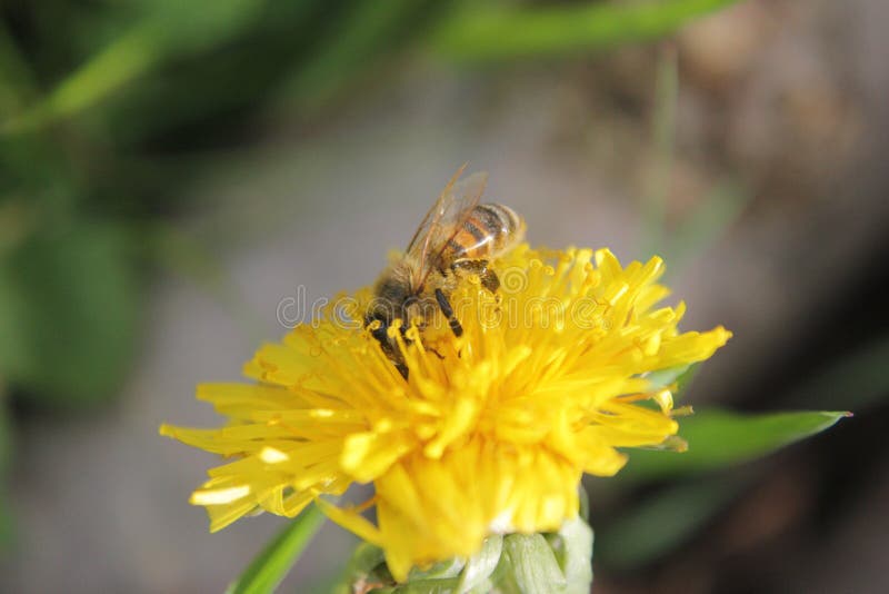 DANDELION WITH WILD BEE