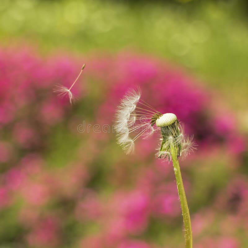 Dandelion in the wind