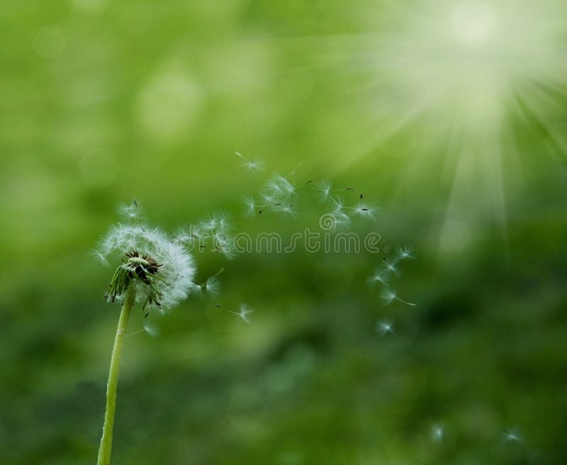 Dandelion in the wind