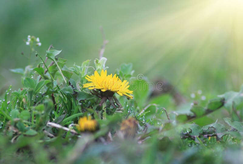 Dandelion Yellow Flower on a Background of Green Grass. Stock Image