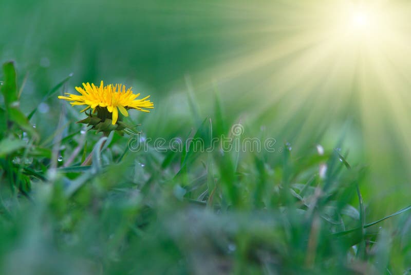 Dandelion yellow flower on a background of green grass.