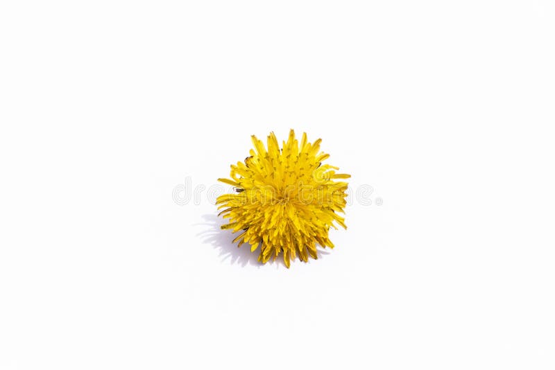 Dandelion yellow flower isolated on white background. Flat lay, top view.