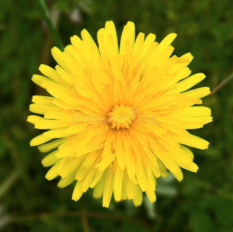 Dandelion Yellow Flower Petals