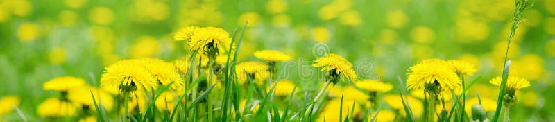 Dandelion yellow flowers with green grass summer nature background, wide panorama format for frame