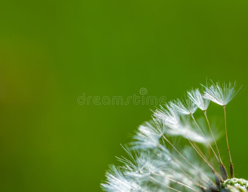 Dandelion ziarna w zakończeniu up obraz stock Dandelion ziarna w zakończeniu up obraz stock