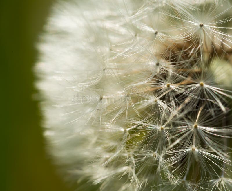 Dandelion ziarna w zakończeniu up zdjęcia royalty free Dandelion ziarna w zakończeniu up zdjęcia royalty free